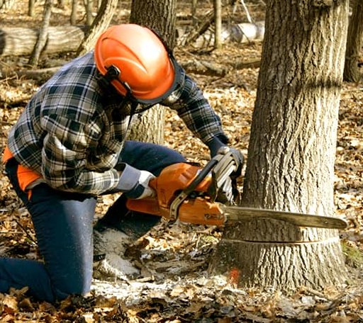 Tree Removal in Alden, KS